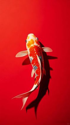 Koi Fish Overhead, Red Koi Fish, Koi Carp Wallpaper, Coy Fish Photography, Red Koi Fish Wallpaper, Carp Fish Wallpaper Iphone, Koi Fish Red Background, Nishikigoi Koi Fish Wallpaper, Goldfish On Red Background