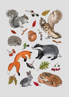 an illustration of various animals and birds in the forest with leaves, acorns, berries