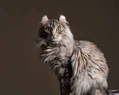 a long haired gray cat sitting on top of a wooden table next to a black wall