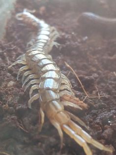 a close up of a bug crawling on the ground