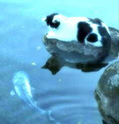 a black and white cat sitting on top of a rock next to a body of water