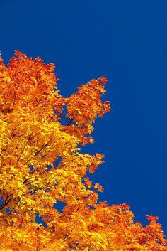 an orange and yellow tree against a blue sky