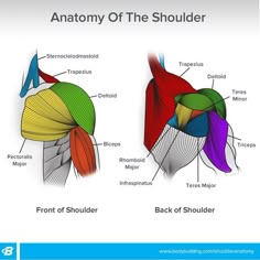 the anatomy of the shoulder and its major muscles is shown in this diagram, which shows the