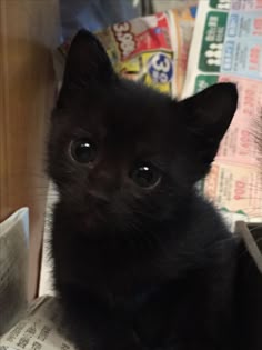 a small black kitten sitting on top of a box