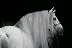 a white horse with long hair standing in the dark