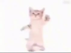 a blurry image of a cat standing on its hind legs in the air with it's front paws up