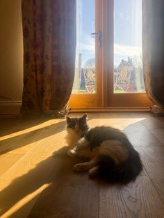 a cat laying on the floor in front of a window