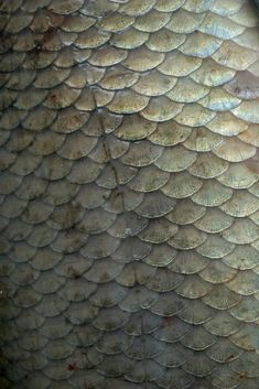 a close up view of a fish's skin with scales on the bottom and sides