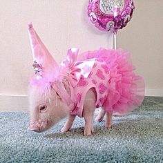 a small pig wearing a pink tutu skirt