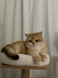 an orange cat laying on top of a scratching post