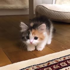 a small kitten is sitting on the floor