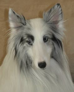 a white and gray dog with long hair
