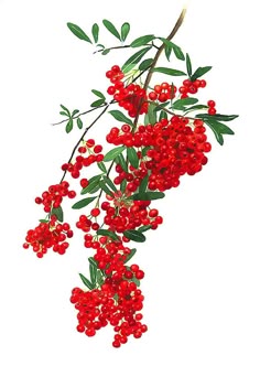 a branch with red berries and green leaves