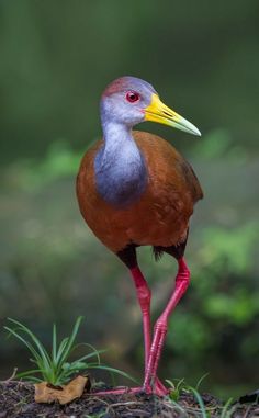 a colorful bird standing on top of a dirt ground