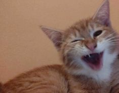 an orange and white cat yawning with its mouth open