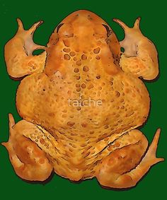 a drawing of a yellow frog with brown spots on it's face and legs