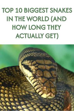 a snake with the title top 10 biggest snakes in the world and how long they actually get