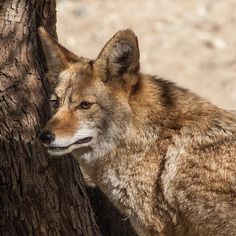 a lone wolf standing next to a tree