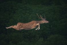 a deer is flying through the air with its antlers on it's back