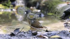 an owl is standing in the water with its eyes open
