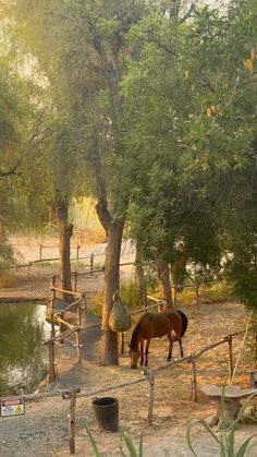 a brown horse standing on top of a dirt field next to a forest filled with trees