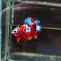 a red, white and blue fish in an aquarium