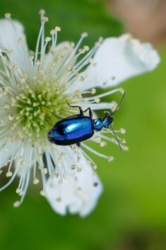 33 Blue Bugs You May Encounter (Some Can Fly) Two Metallic Blue Beetles, Blue And Black Beetles, Green And Blue Beetles, Blue And White Beetle On Leaf, Blue Ground Beetle Pictures, Blue And Green Dung Beetles, Blue Ground Beetle Images, Blue Beetle On Leaf, Blue Beetles On Green Leaf