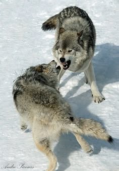 two wolfs playing in the snow with each other
