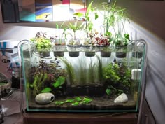 an aquarium with plants and rocks in it