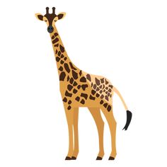 a giraffe standing on top of a white ground