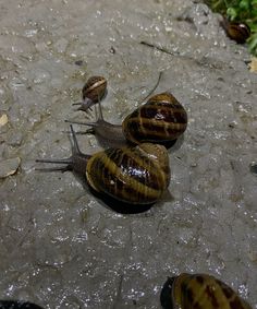 two snails crawling on top of each other