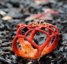 a close up of an orange object on the ground