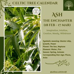 an advertisement for the celtic tree calendar, which features images of leaves and branches in green