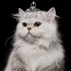 a white cat with a tiara on it's head