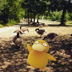 a yellow bird standing in the middle of a park filled with ducks and geese on a sunny day