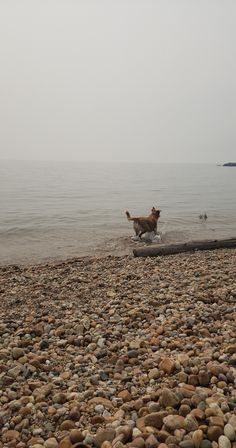 a dog is running on the beach with rocks and water in the foreground,