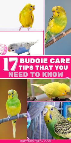 the top ten budgie care tips that you need to know