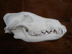 an animal's skull is shown on the fur