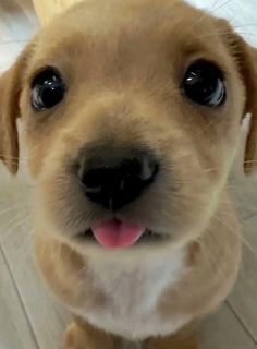 a close up of a dog on a wooden floor with its tongue out and eyes wide open