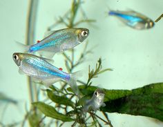 three blue and yellow fish swimming in an aquarium