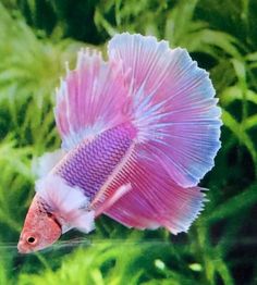 a pink and blue fish in the water with green plants behind it, looking to its left