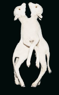 two white dogs standing next to each other on a black background in the shape of a heart