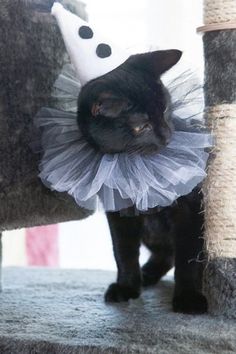 a black cat wearing a tutu while sitting on top of a scratching post