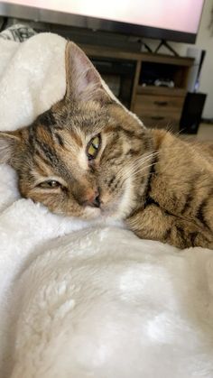 a cat laying on top of a white blanket