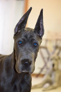 a black dog with blue eyes standing in front of a table and bike behind it