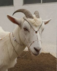 a white goat with horns and chains on it's head