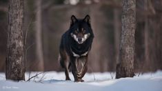 a black and white dog running through the snow in front of some tree's