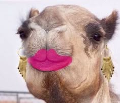 a close up of a camel with a fake pink tongue on it's face