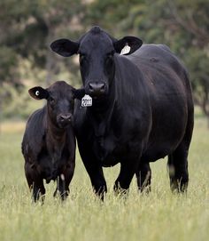 two black cows standing next to each other on a lush green field