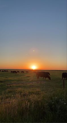 the sun is setting behind some cows in a field